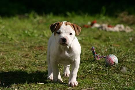 Amerikansk bulldog Rahbeks Ayla - 6½ uge. billede 5