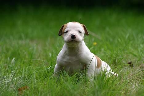 Amerikansk bulldog Rahbeks Ayla - 4½ uge. Et stort smil til fotografen. billede 6