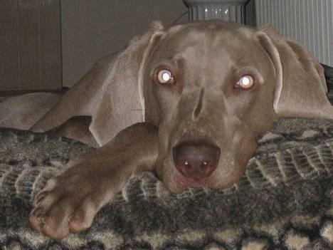 Weimaraner Merlin - Tager mig lige en slapper her i sækkesengen... billede 11