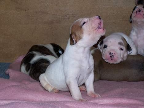 Amerikansk bulldog Rahbeks Ayla - 2½ uge. billede 7