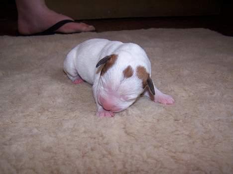 Amerikansk bulldog Rahbeks Ayla - 3 dage gammel. billede 8