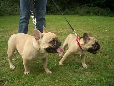 Fransk bulldog Oscar i daglig tale - Ligner jeg min mor nu, når jeg efterligner hende? 4 mdr gammel. billede 8