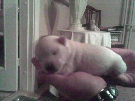 West highland white terrier Anton - 30/9 Min lille Anton, som lige præcis kan være i min hånd. billede 1