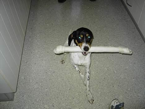 Blanding af racer boss - lille Boss med stort ben.. billede 1