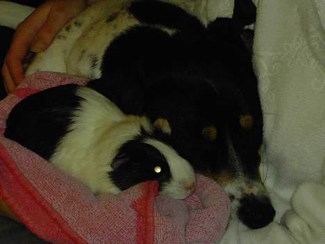 Blanding af racer boss - boss som tager en lille lur en min marsvin billede 2