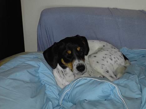 Blanding af racer boss - Han ved at han ikke må komme i sengen.. billede 3