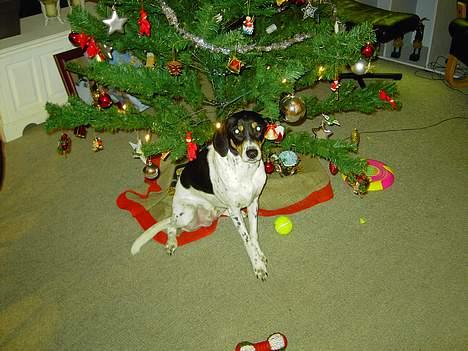 Blanding af racer boss - Mår vi få jule træet ind er hans faste plad under træet, mener han selv.. billede 4