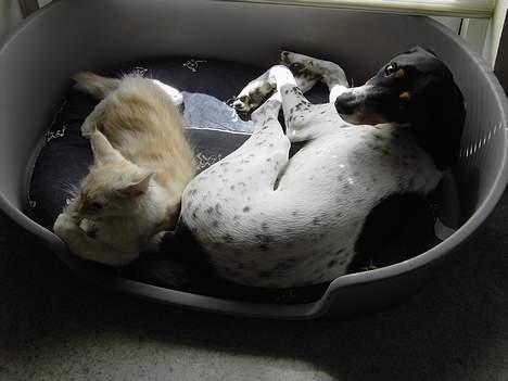 Blanding af racer boss - Man skal være hurtig, hvis man skal tage et bille af lille mis og boss sammen billede 5