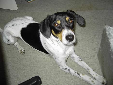 Blanding af racer boss - Han er nu en flot hund synes jeg selv.. billede 6