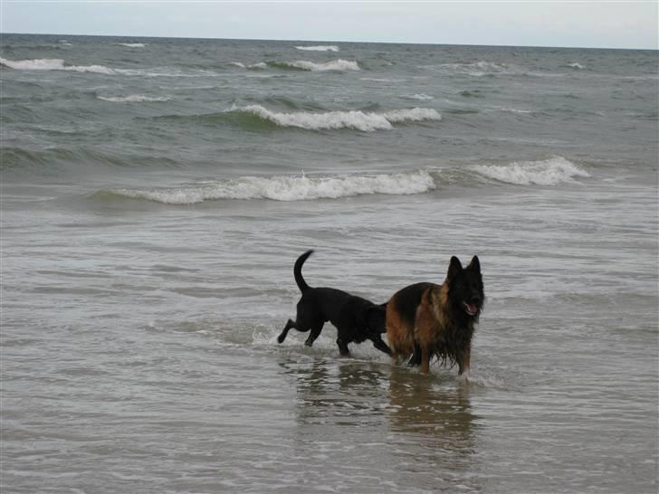 Schæferhund Haweto Natja   - En meget vandglad hund kommer ind efter en tur i bølgerne. billede 13