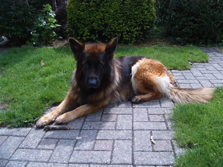 Schæferhund Haweto Natja   billede 14