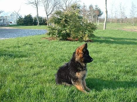 Schæferhund Haweto Natja   - Lidt pels måske ? billede 15