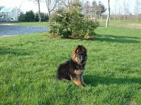 Schæferhund Haweto Natja   - Pelset Pølse ;D , billede 16