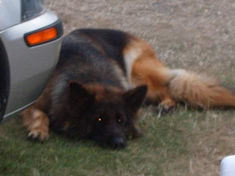 Schæferhund Haweto Natja   billede 18