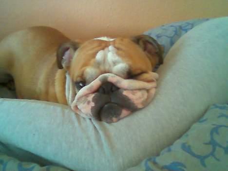 Engelsk bulldog baloo  - Det bedste sted at sove er op ad mors ben! billede 12
