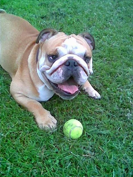 Engelsk bulldog baloo  - Du får ikke min bold! billede 13