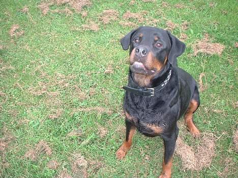 Rottweiler Basse - Har du noget til mig?? billede 1