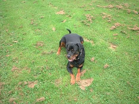 Rottweiler Basse billede 2