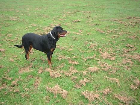 Rottweiler Basse billede 3