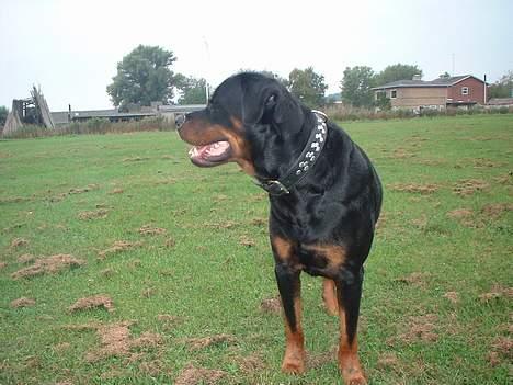 Rottweiler Basse billede 4