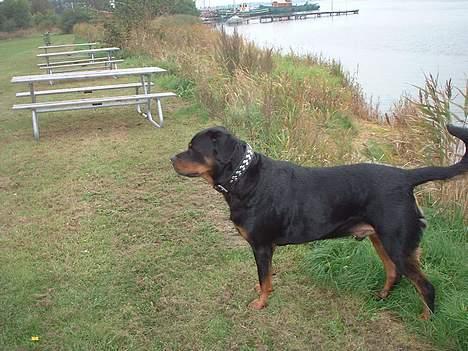 Rottweiler Basse billede 5