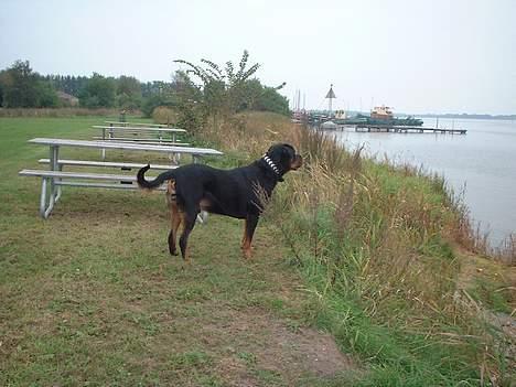 Rottweiler Basse - Den måge ser nu meget lækker ud. billede 6