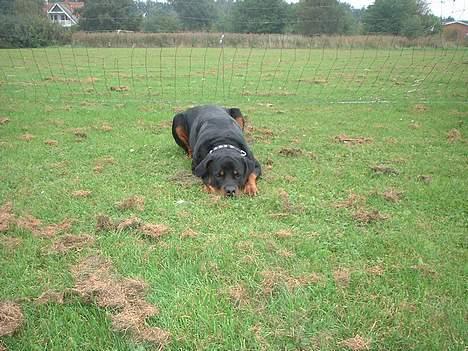 Rottweiler Basse - Undskyyyld far ved godt jeg er slem =) billede 7