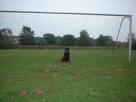 Rottweiler Basse - Bare kom an ronaldo.. billede 8