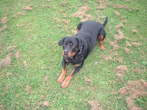 Rottweiler Basse - jeg er altså klar til at lege nu.. billede 9