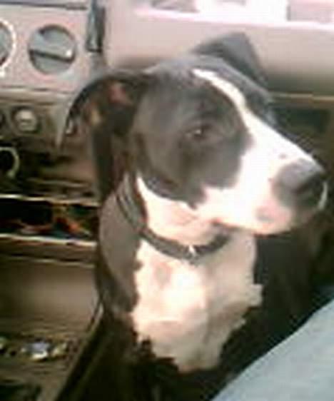 Amerikansk staffordshire terrier Chucky billede 6