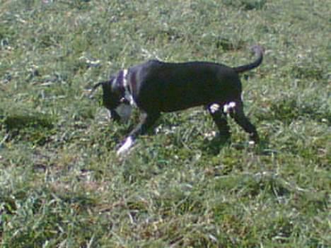 Amerikansk staffordshire terrier Chucky billede 7