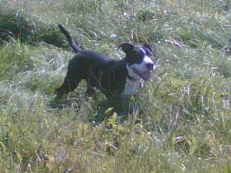 Amerikansk staffordshire terrier Chucky billede 8