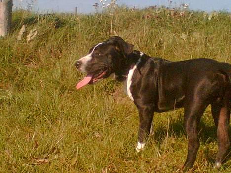 Amerikansk staffordshire terrier Chucky billede 9