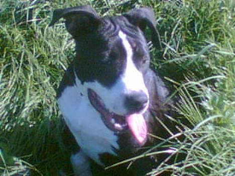 Amerikansk staffordshire terrier Chucky billede 10