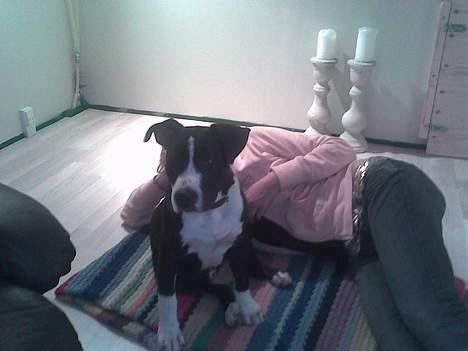 Amerikansk staffordshire terrier Chucky billede 11