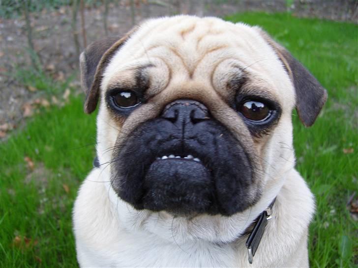 Mops Diablo - har i set mit smukke underbid - maj 08 billede 11