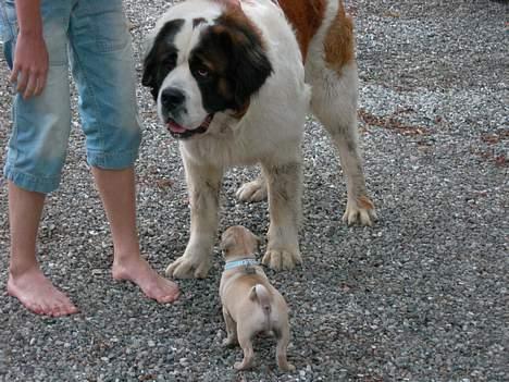 Mops Diablo - her er jeg med fætter futte, vi er næsten lige store billede 12