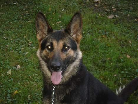 Schæferhund Ruth - den smukke i parken (; <3 billede 1
