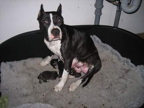 Amerikansk staffordshire terrier zally - nu er jeg blevet mooooaaarrrr billede 14