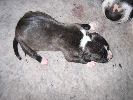 Amerikansk staffordshire terrier zally billede 15