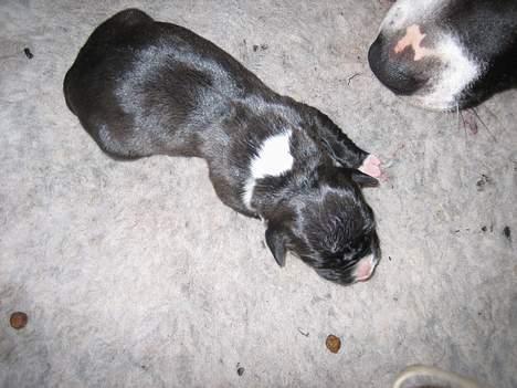 Amerikansk staffordshire terrier zally billede 16