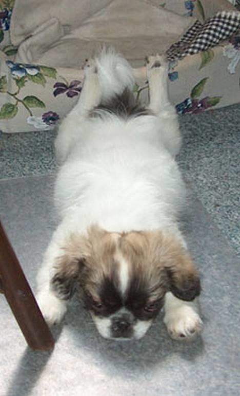 Tibetansk spaniel Kri Kris Garson (Pepe) - Hvilken vej skal bagben vende på en tibbe? billede 14