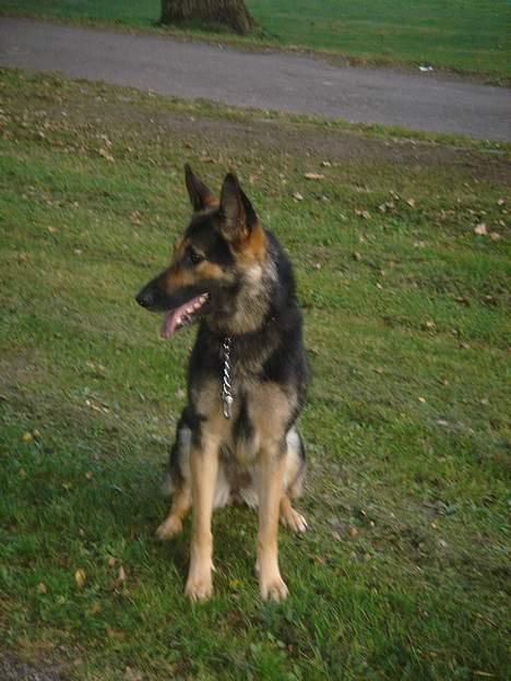 Schæferhund Ruth - kan man blive smukkere (; <3333 billede 2