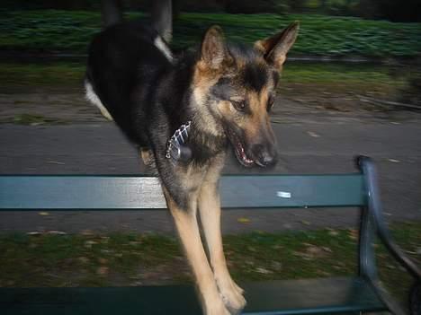 Schæferhund Ruth - ruths yndlings (; hun springer en bænk i parken . ca. 1 m billede 3