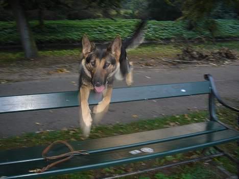 Schæferhund Ruth - oog hopla igen (; billede 4