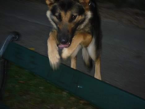 Schæferhund Ruth - synes det er et herre sødt billede (; hehe billede 5