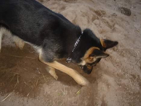 Schæferhund Ruth - noget spændene (; <3 billede 6