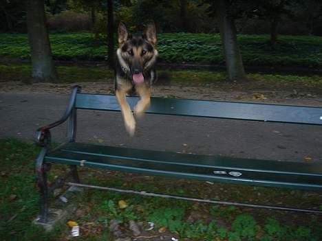 Schæferhund Ruth - wupti lille wuf (;  billede 7