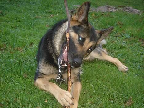 Schæferhund Ruth - mmm . smager godt (; <3 billede 8