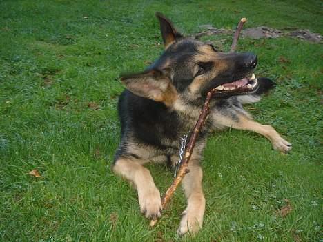 Schæferhund Ruth - putte wuf (; <3 billede 9